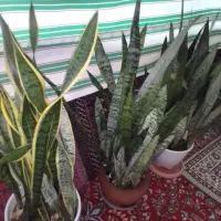 گل  وگیاه