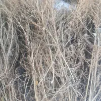 جارو|لوازم نظافت|خوی, |دیوار