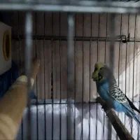 یک جفت مرغ عشق فوق مولد|پرنده|آبادان, |دیوار