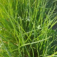 نهال دستگیری مینروا  با ضمانت