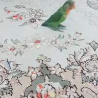 طوطی برزیلی|پرنده|قدس, شهر‌قدس|دیوار