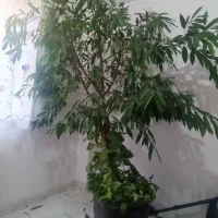 درختچه آپارتمانی آمسترن