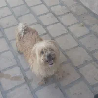 نرو ماده شیتزو