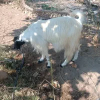 فروش بز|حیوانات مزرعه|رودان, |دیوار