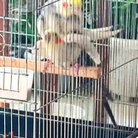 طوطی عروس هلندی|پرنده|بجنورد, |دیوار