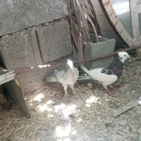 کفتر و کبوتر