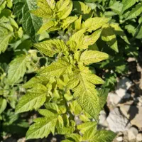 نیازمند همکار خانم آگاه به مسائل گیاهپزشکی