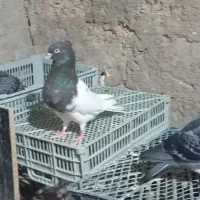 تعدادی پلاکی وکله ای