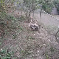 یک جفت قوغاز