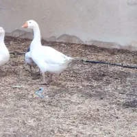 قو غاز و غاز