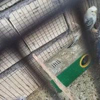 فروش مرغ عشق  پروانه ای و انگلیسی مولد روی تخم|پرنده|سیرجان, |دیوار