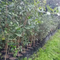 نهال فوجیوا و گواوایی موجود است|حراج|تالش, هشتپر|دیوار