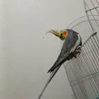 عروس هلندی مولد در کمیجان