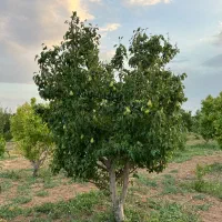 باغ میوه گلابی در شهر تاکستان|فروش زمین و ملک کلنگی|کرج, کلاک پایین|دیوار