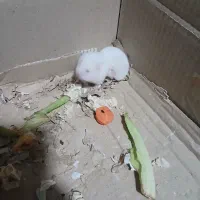 همستر|موش و خرگوش|مشکیندشت, |دیوار