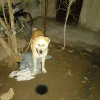 سلام یه سگ نگهبان نژاد سگ خراسانی