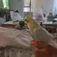 طوطی عروس ۵ عدد