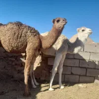 هاشی لوکی هر سه نر میباشد