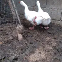 غاز نر سالم