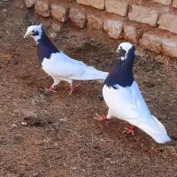 کبوترطوق سیاه کاکل ساده