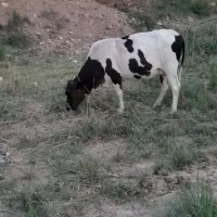 بچر