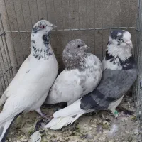 ۶عدد کبوتر زیر قیمت