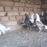 کبوتر فروشی