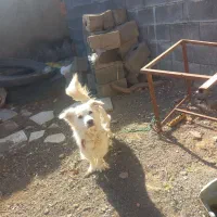 سگ پاکوتاه