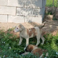 توله الابای