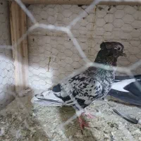 کفتر دوکت و دمبی|پرنده|اصفهان, بهارستان|دیوار