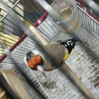 سهره دورگ قناری|پرنده|شیراز, شهرک فرزانگان|دیوار