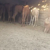 تعداد 10عدد جونگ نر آماده پرواز کرد|حیوانات مزرعه|جزنیک, |دیوار