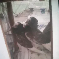 کبوتر هلندی