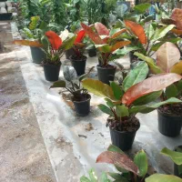 نیازمند نیروی پاره وقت گل فروشی