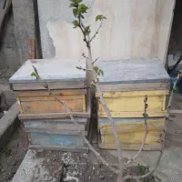 کندوی زنبور عسل