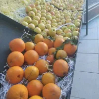 پالت میوه فروشی