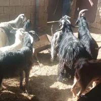 بز آبستن ودوبر (کهره بره میش )