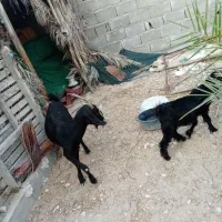 بز و کهره