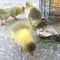 جوجه غاز|حیوانات مزرعه|سوسنگرد, |دیوار