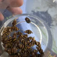 اکواریوم حلزون کلر  و گیاه طبیعی