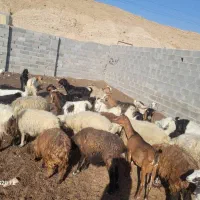 بز ابستن چند روز دیگ وقتشه|حیوانات مزرعه|ارد, |دیوار