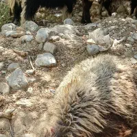 بره گم شده
