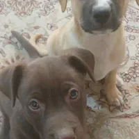 فروش توله پیت بول ،پودل ،شیتزو،تریر