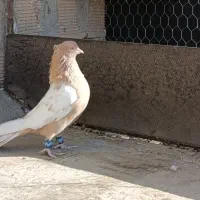 کبوتر سینه ای زرد نر درجه یک|پرنده|زیباشهر, |دیوار