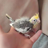 جوجه عروس هلندی