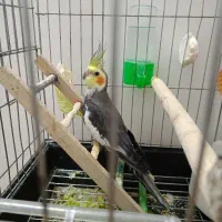 عروس هلندی نر سخنگو