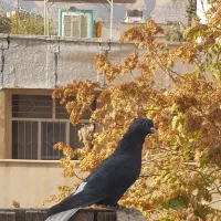 کفتر ماده دم سفید|پرنده|شیراز, صنایع الکترونیک|دیوار