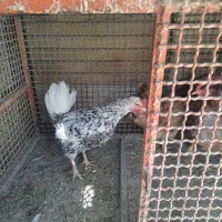 مرغ تخم گذار