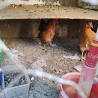 مرغ تخم گذار