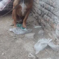 بولی میکس. درجه یک